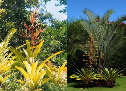 bromelias